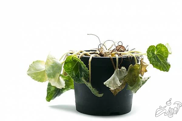 علت پژمرده شدن گیاهان آپارتمانی پژمرده شدن گیاهان آپارتمانی